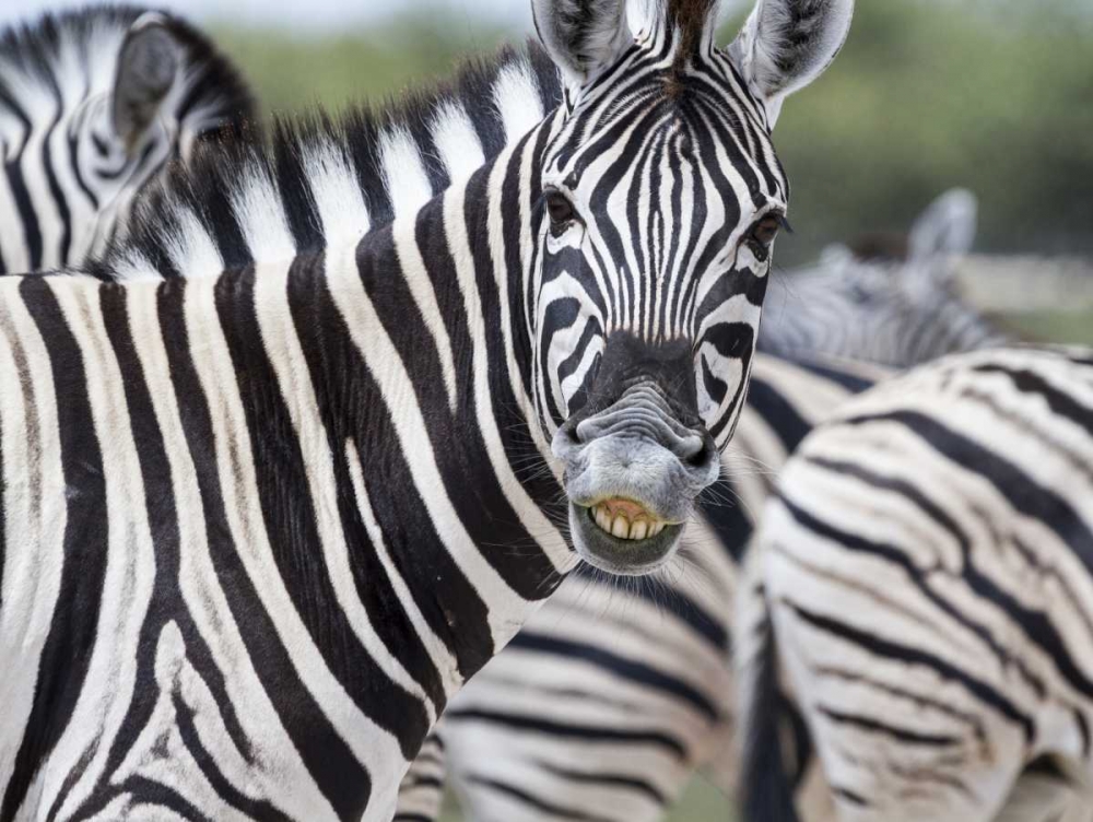 Namibia, Etosha NP Zebra looking at camera